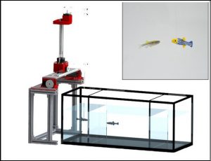 5a7b0c21ed85f Robotic-fish-mimic-real-fish-ELE-Times