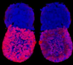 Artificial Embryos