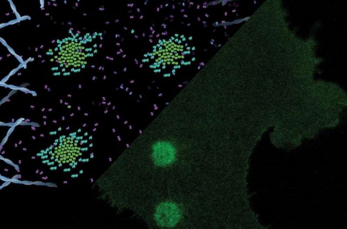 Signal Transduction Without Signal-Receptor Clusters can Direct Cell Movement